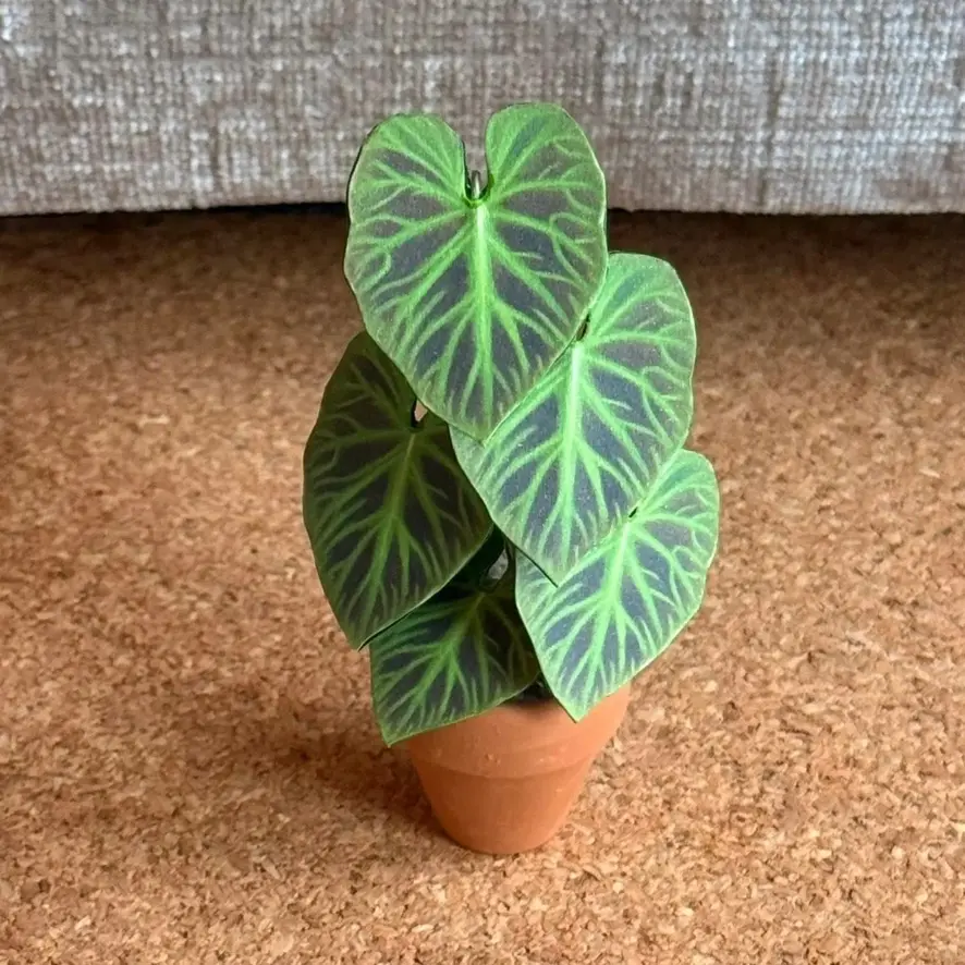 Philodendron Verrucosum UGC 7
