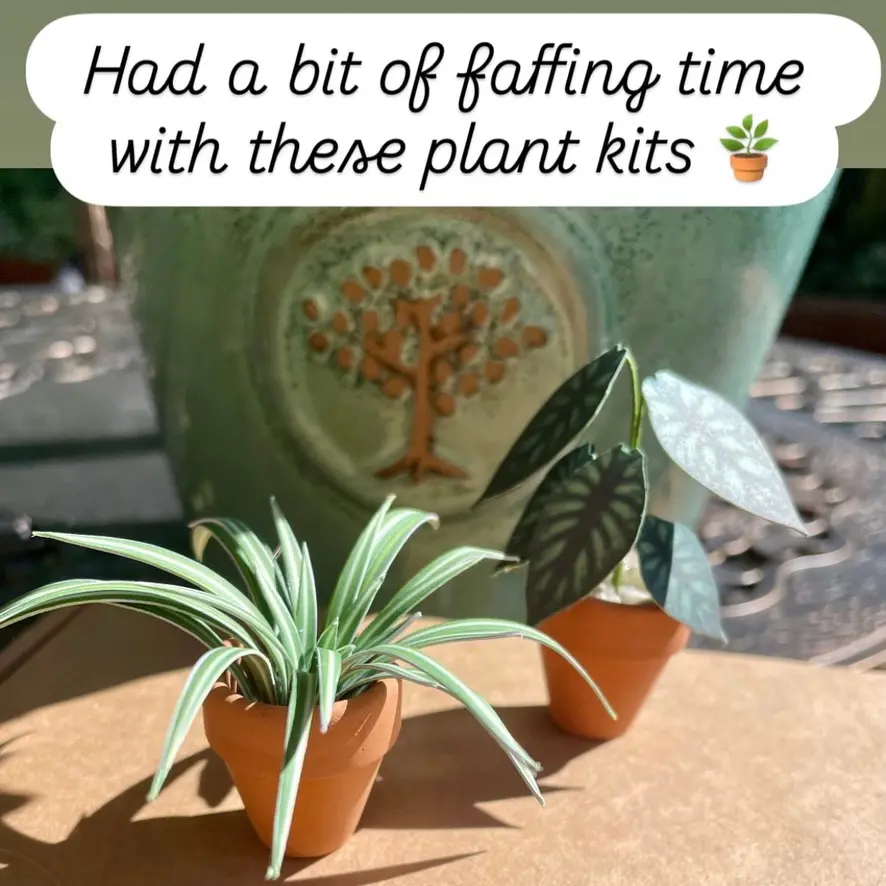 Alocasia Dragon Scale UGC 15