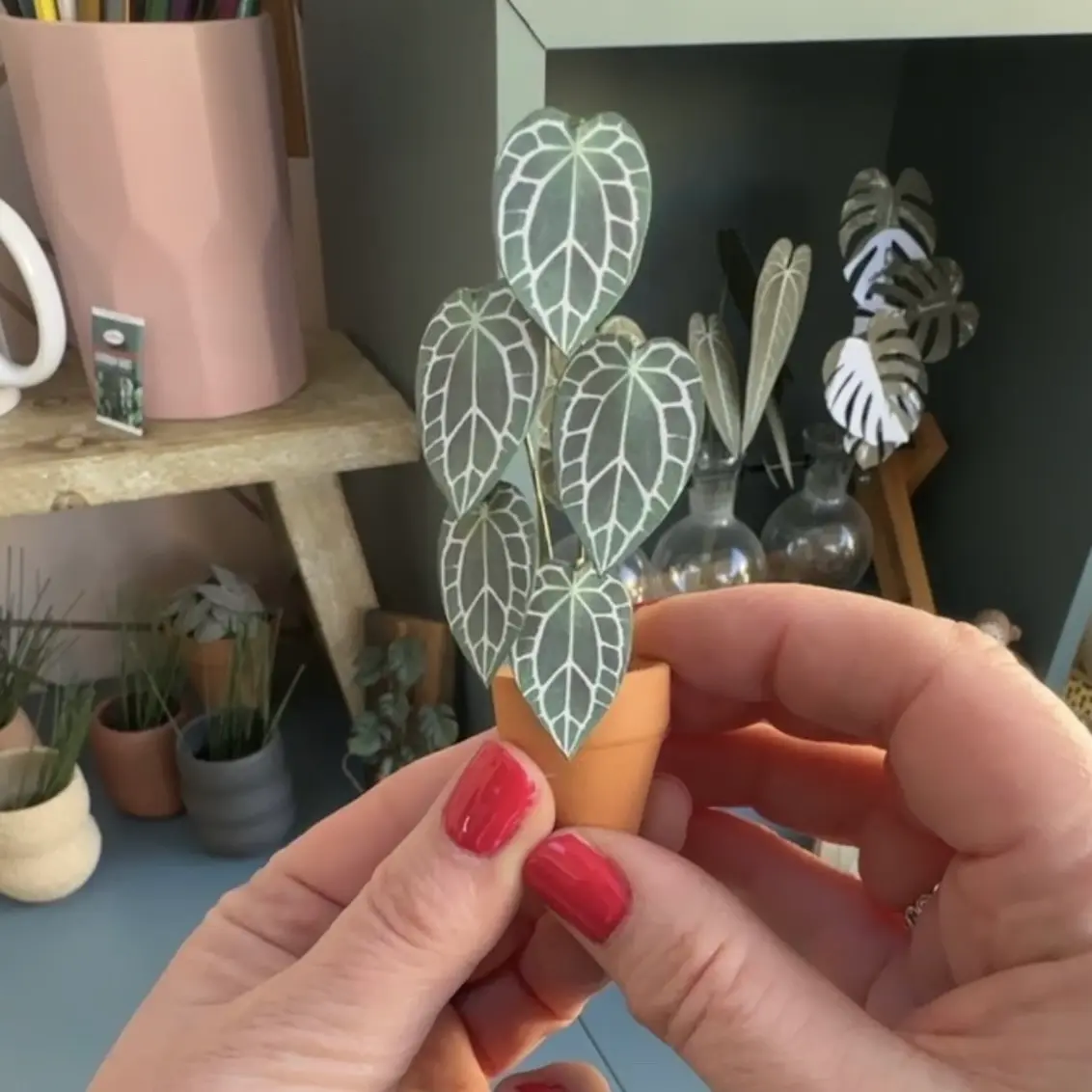 Anthurium Crystallinum 1