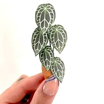 Anthurium Crystallinum UGC 2
