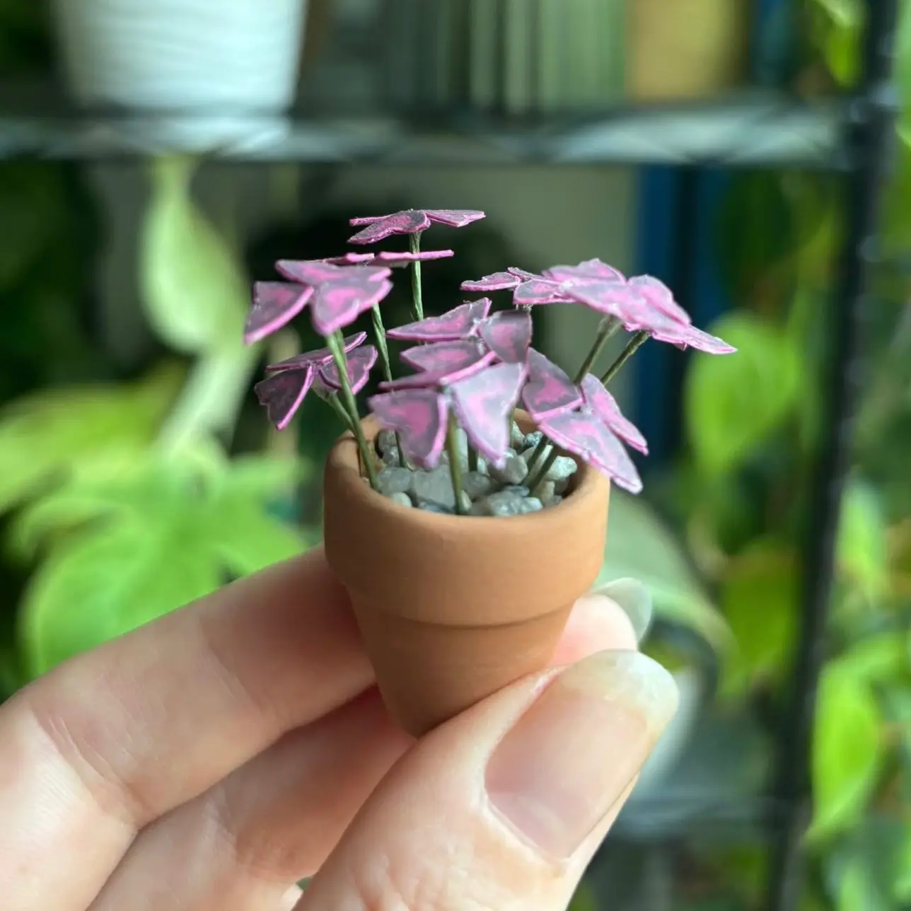 Oxalis Triangularis UGC 5