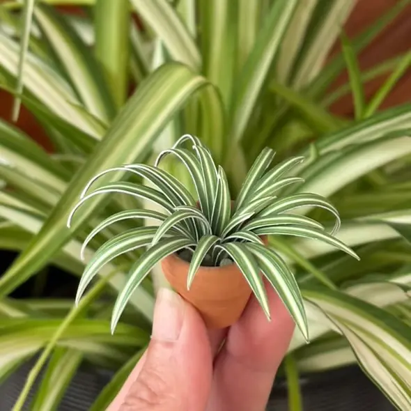Spider Plant UGC 1