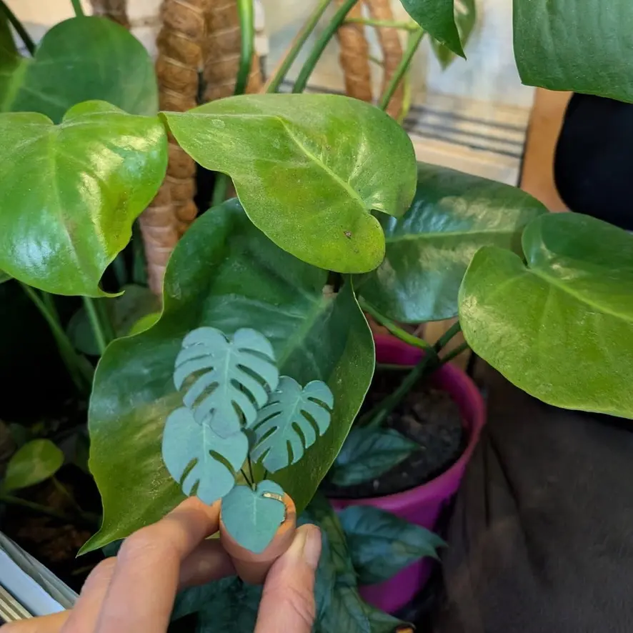 Monstera Deliciosa UGC 10