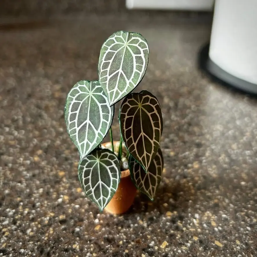 Anthurium Crystallinum UGC 9