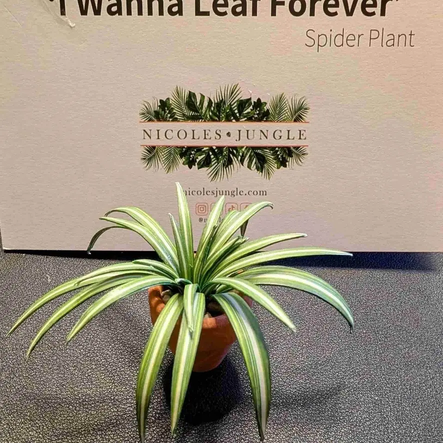 Spider Plant UGC 2