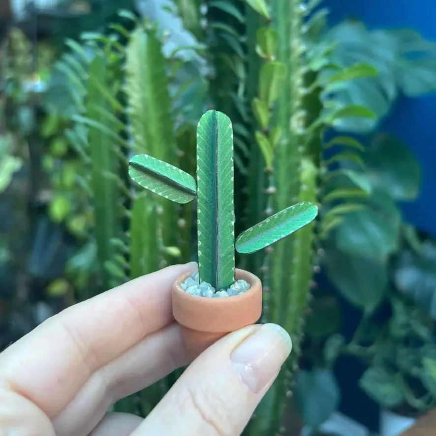 Euphorbia Ingens UGC 1