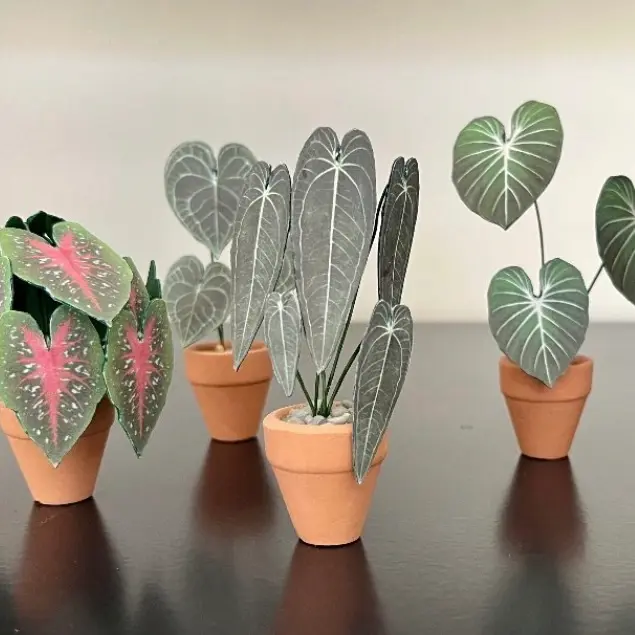 Queen Anthurium UGC 10