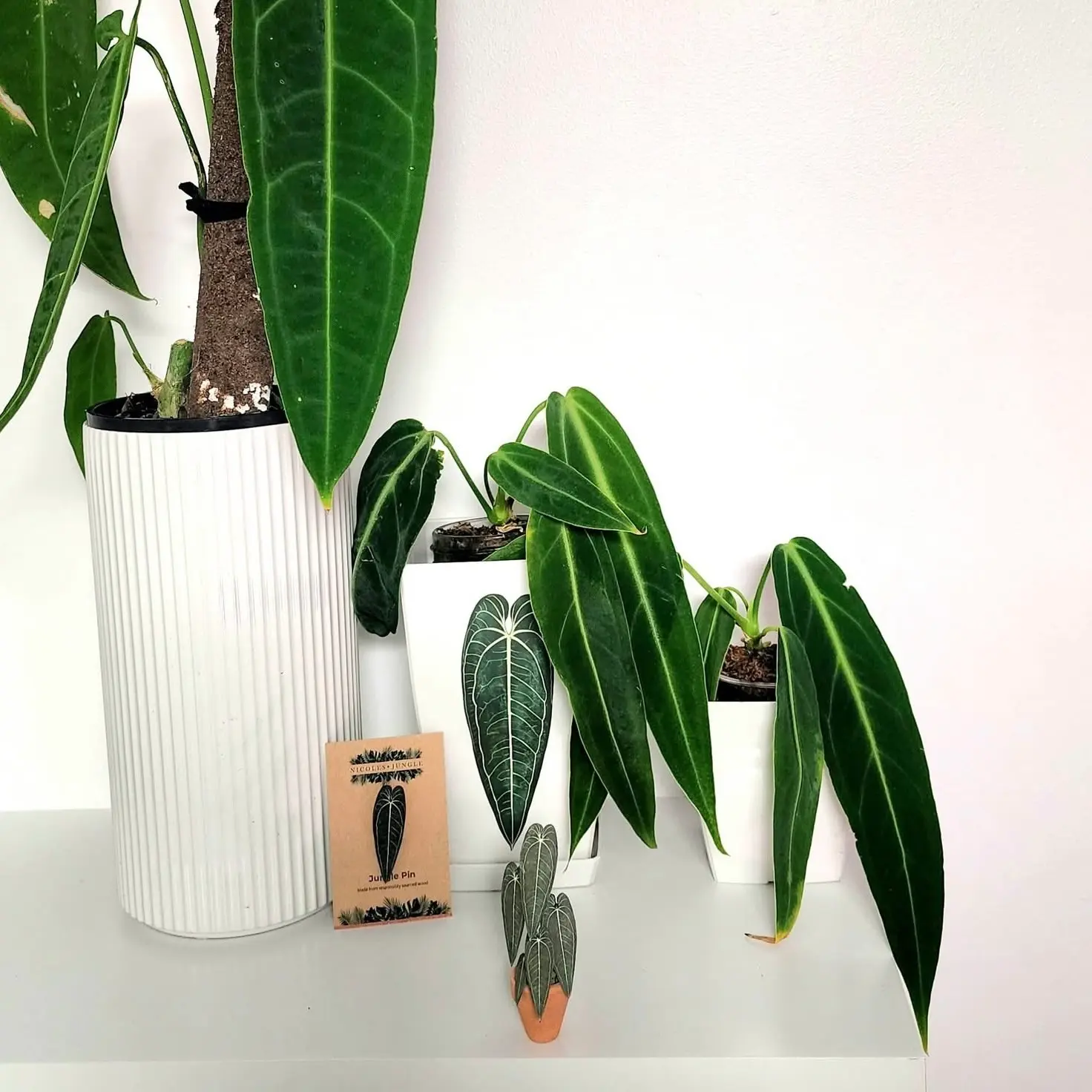 Queen Anthurium UGC 1