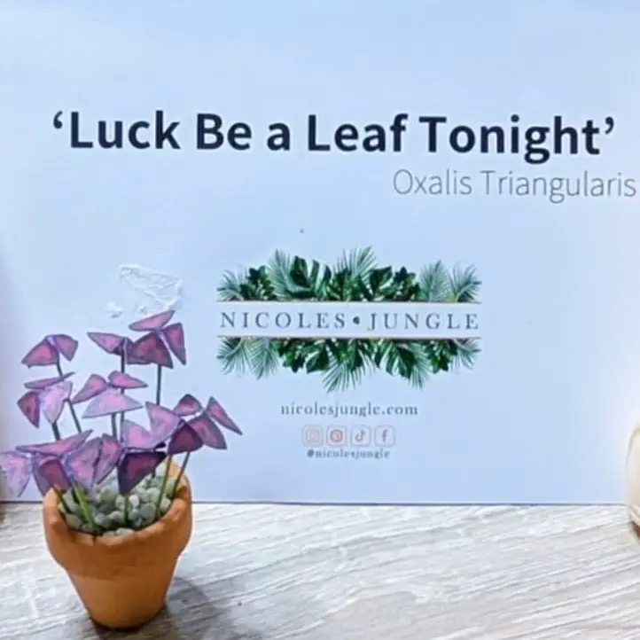 Oxalis Triangularis UGC 13