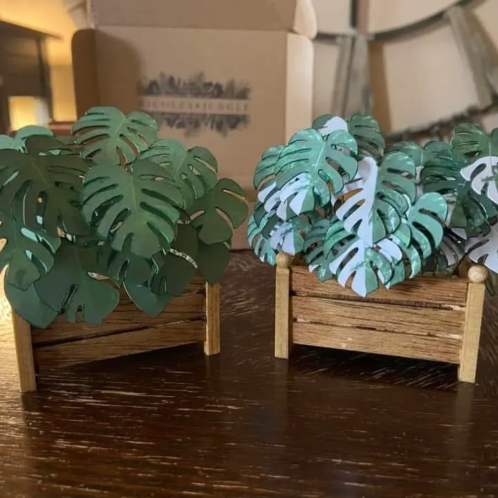Monstera Albo UGC 8