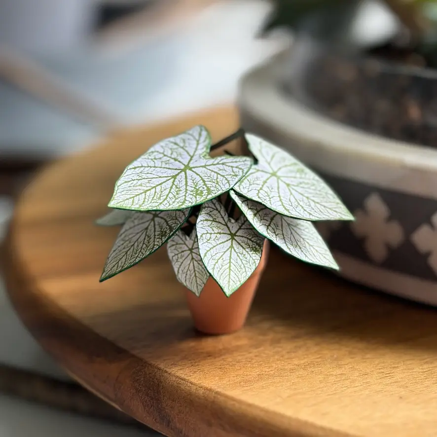 Caladium White Christmas