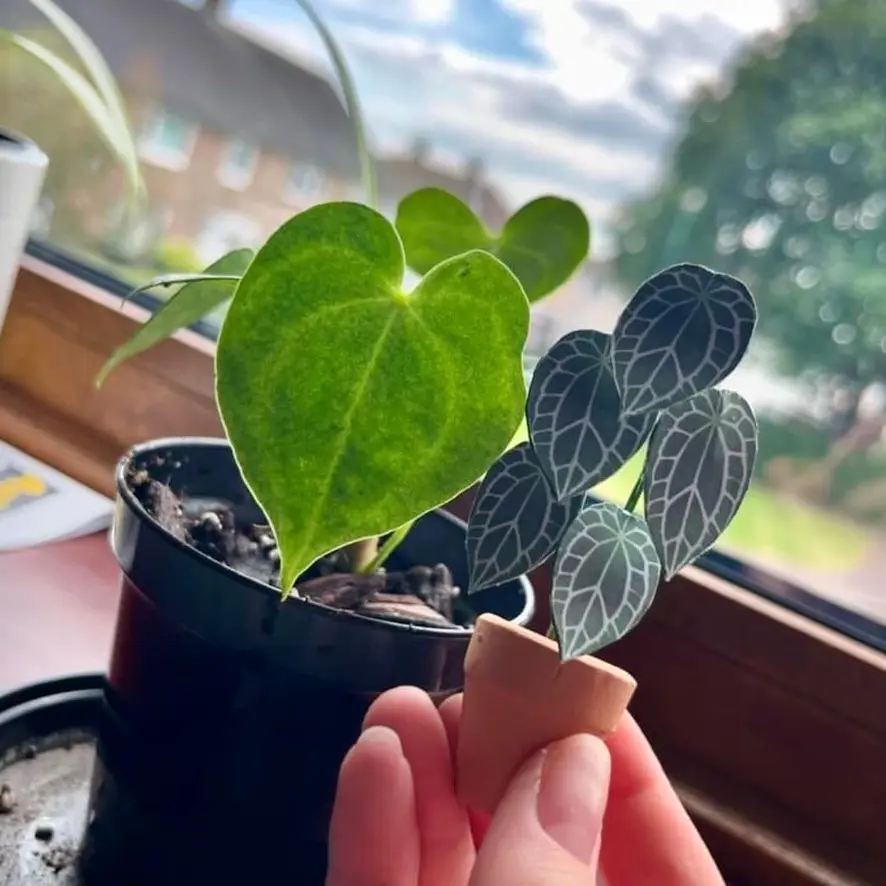 Anthurium Crystallinum UGC 12