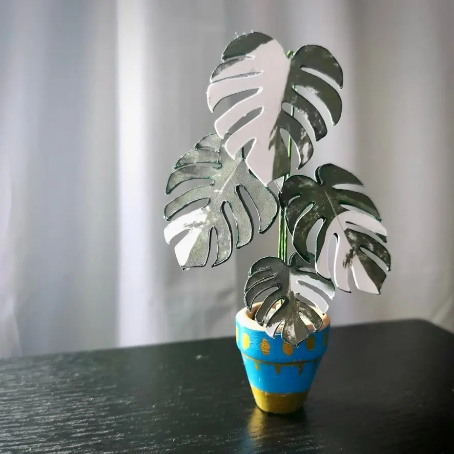 Monstera Albo UGC 18