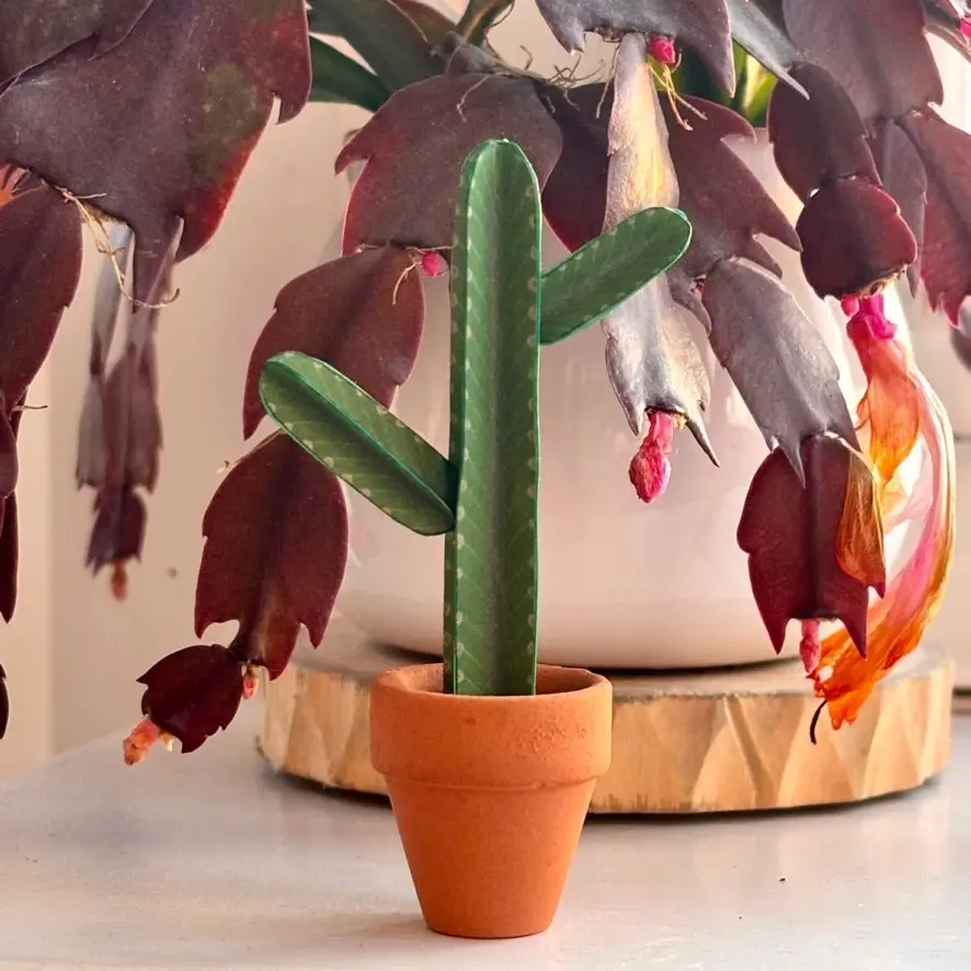 Euphorbia Ingens UGC 4
