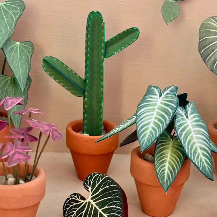 Euphorbia Ingens UGC 2