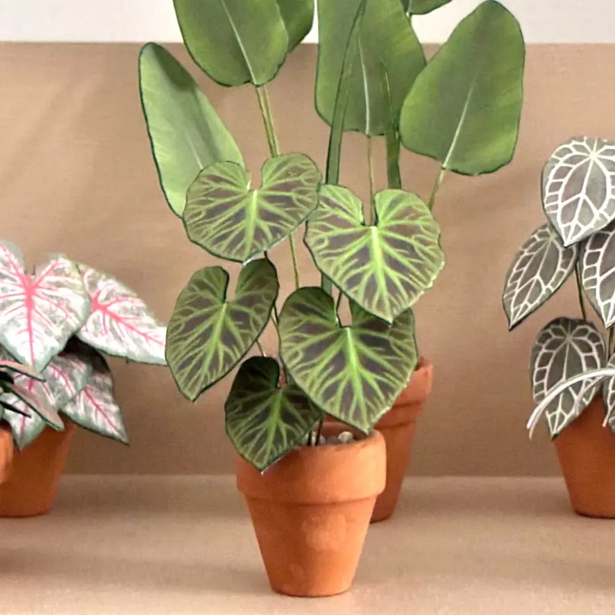 Philodendron Verrucosum UGC 4