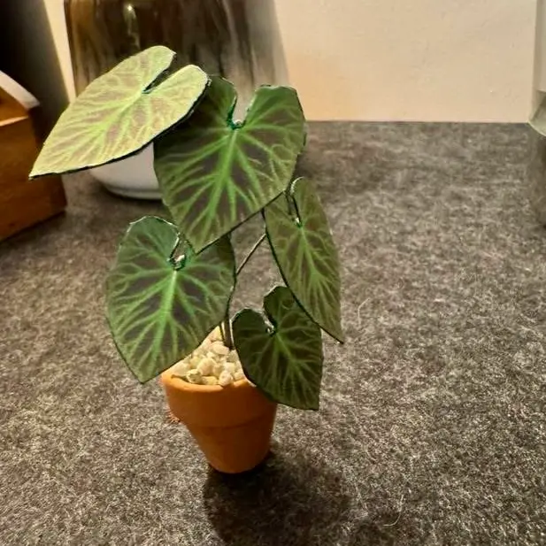 Philodendron Verrucosum UGC 12