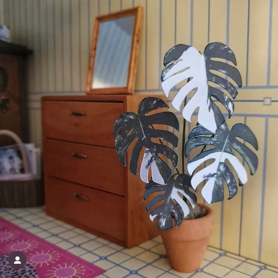 Monstera Albo UGC 11