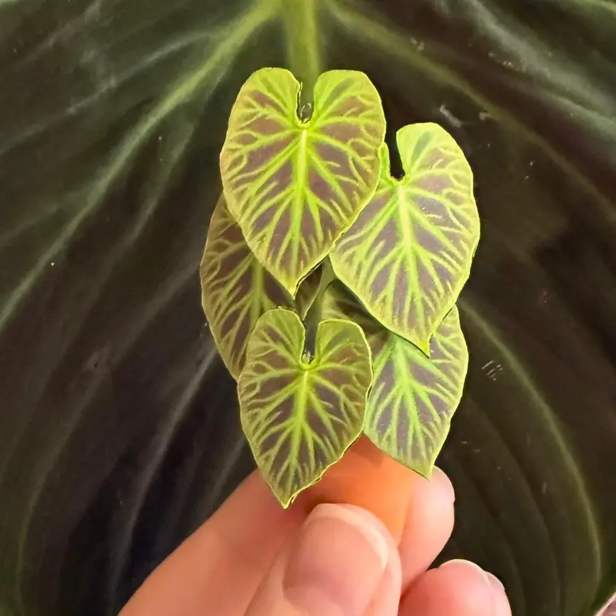 Philodendron Verrucosum UGC 2