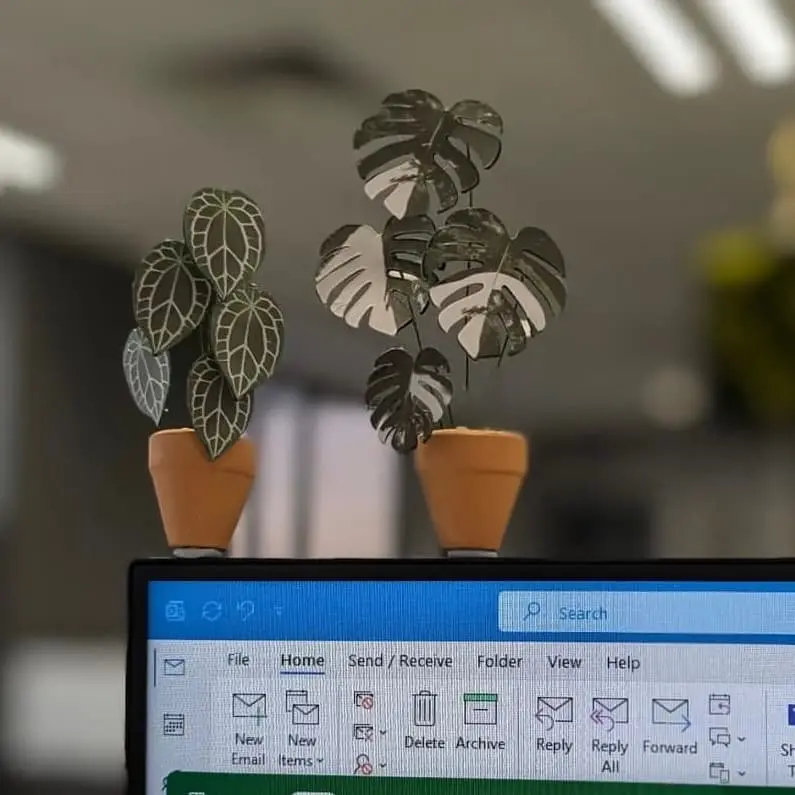 Monstera Albo UGC 5