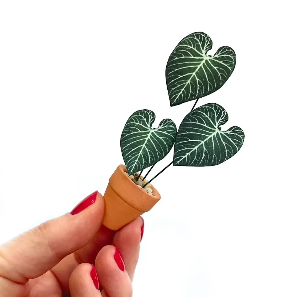 Anthurium Regale Hand