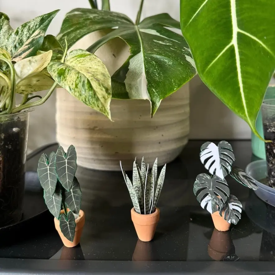 Monstera Albo UGC 22