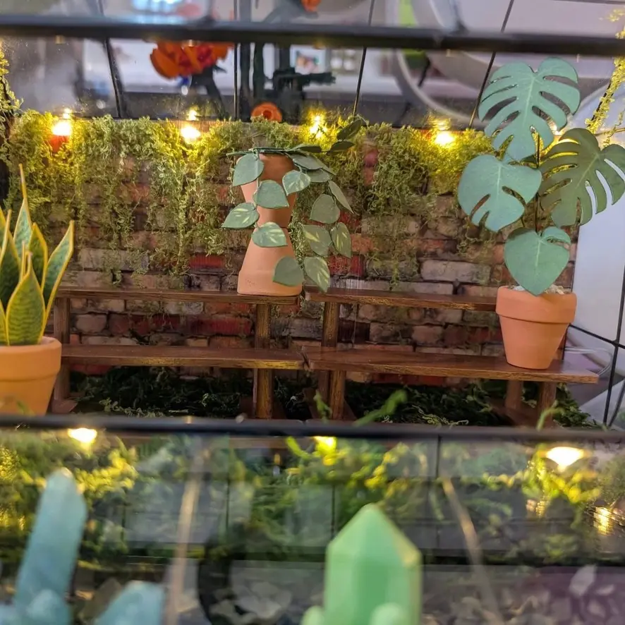 Monstera Deliciosa UGC 12
