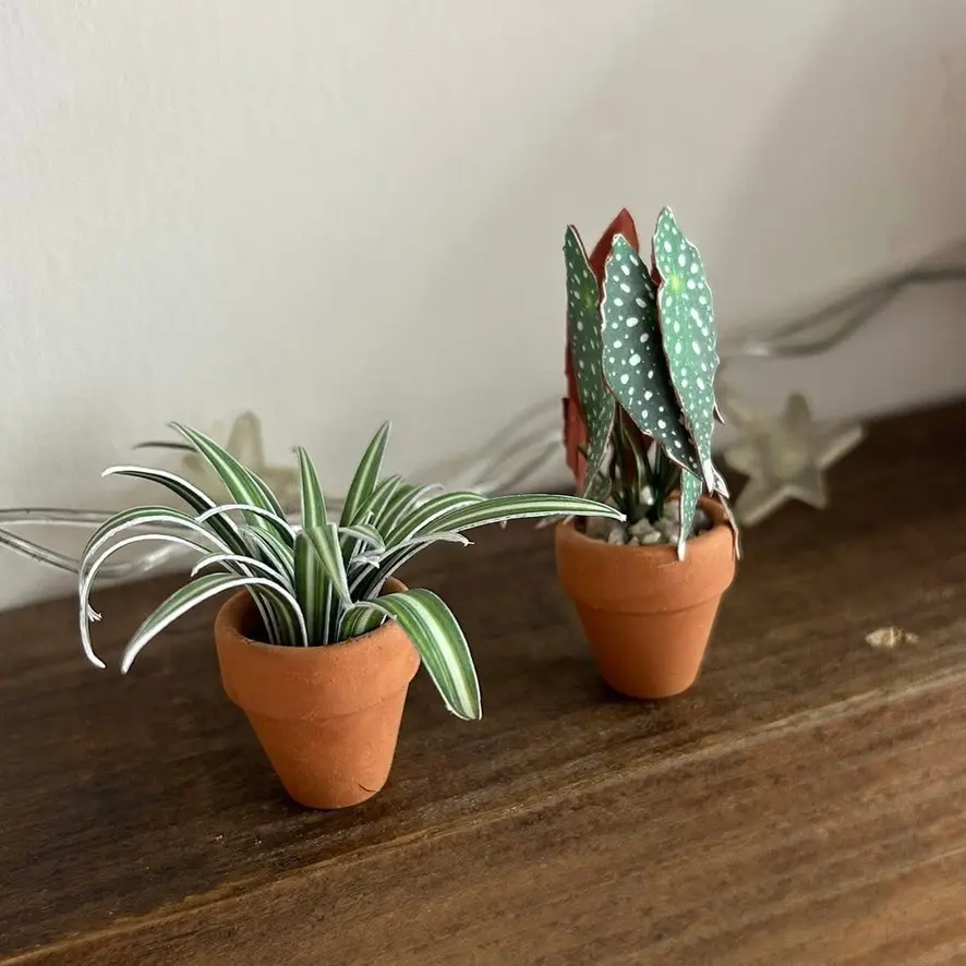 Spider Plant UGC 23