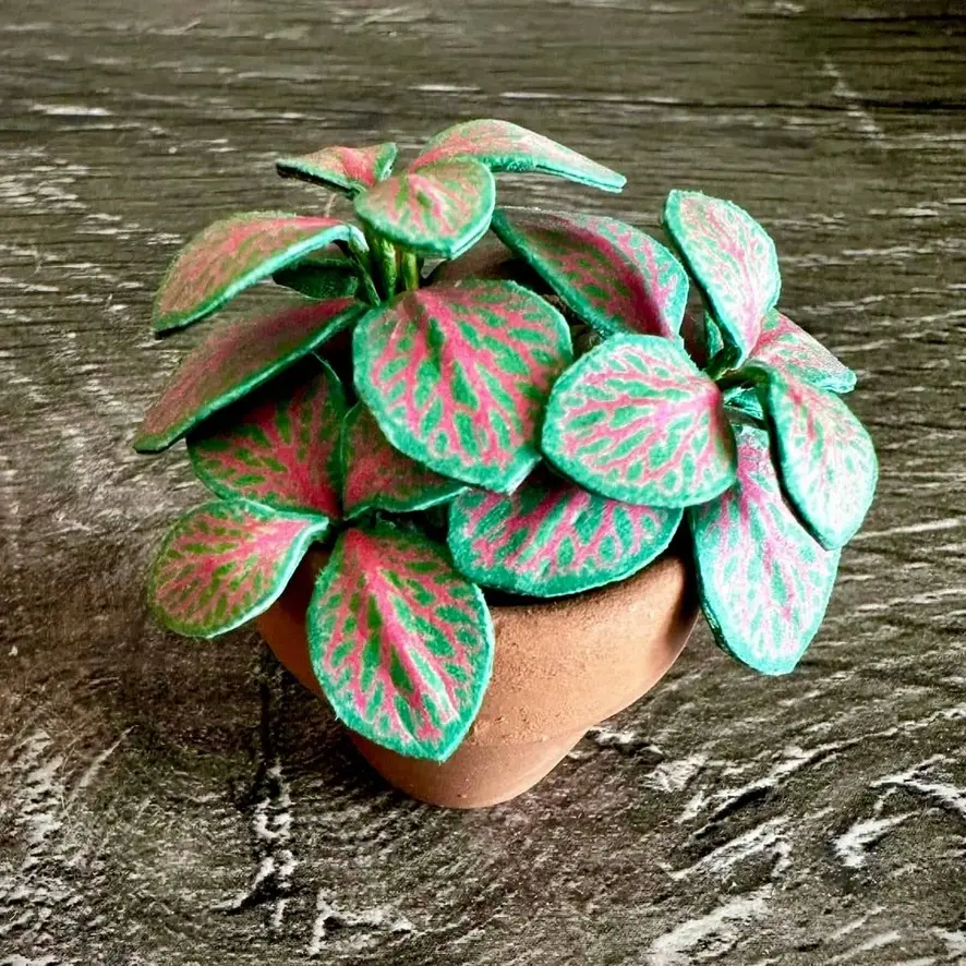 Fittonia UGC 10
