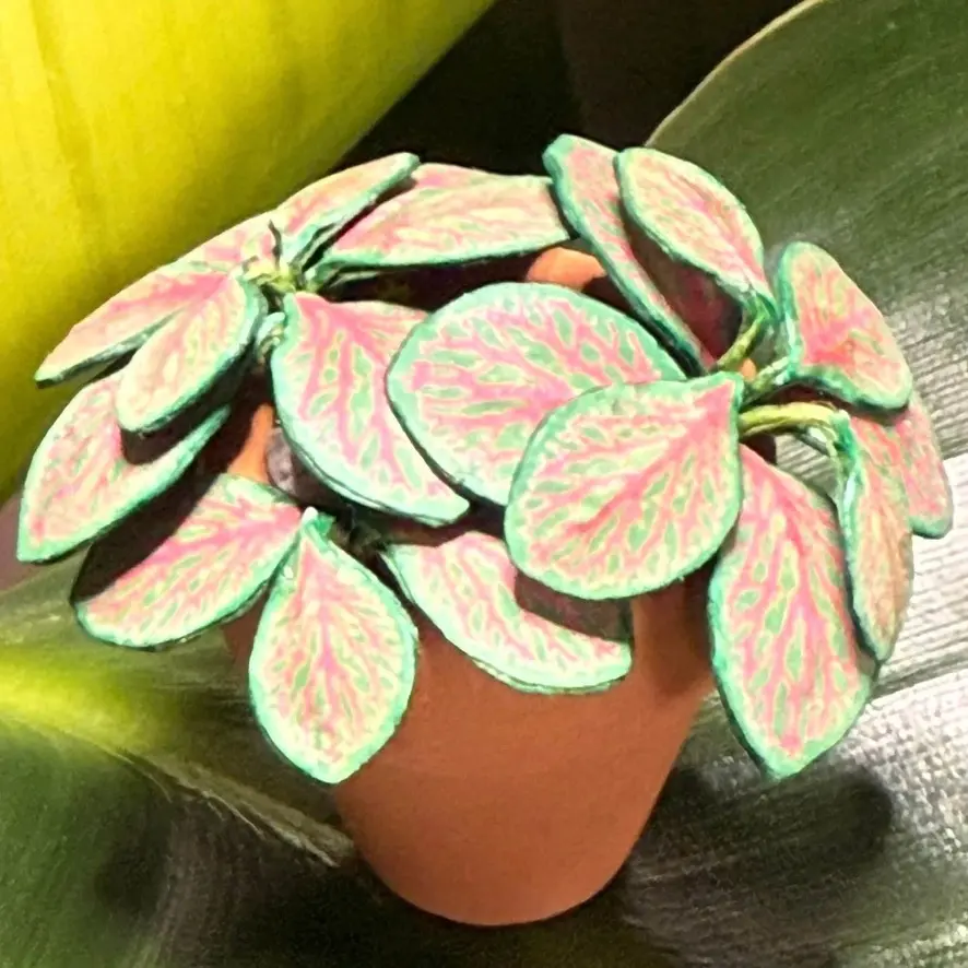 Fittonia UGC 14