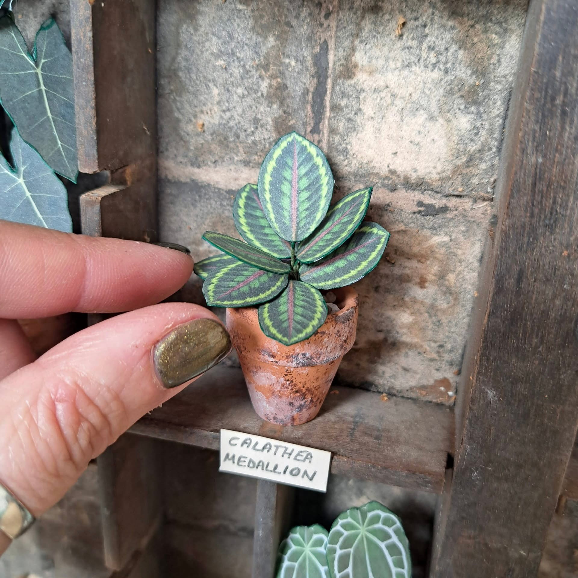 Calathea Medallion UGC 1
