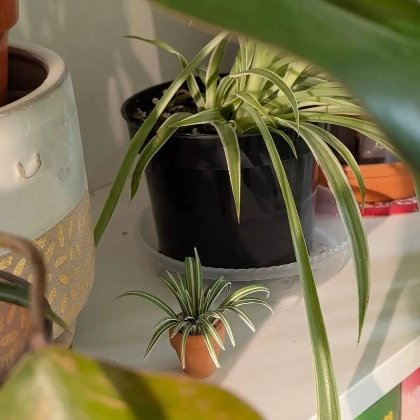 Spider Plant UGC 20