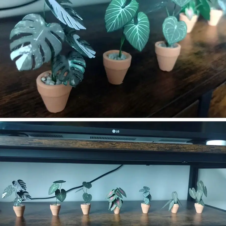 Monstera Albo UGC 19