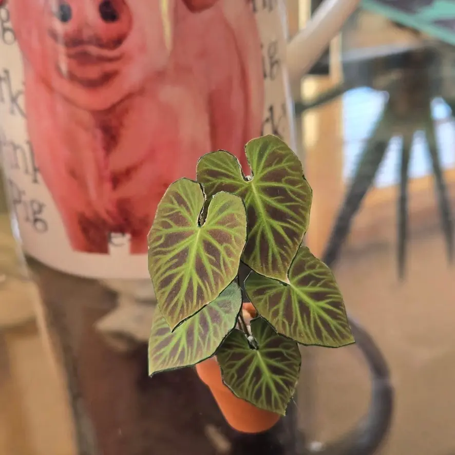 Philodendron Verrucosum UGC 3