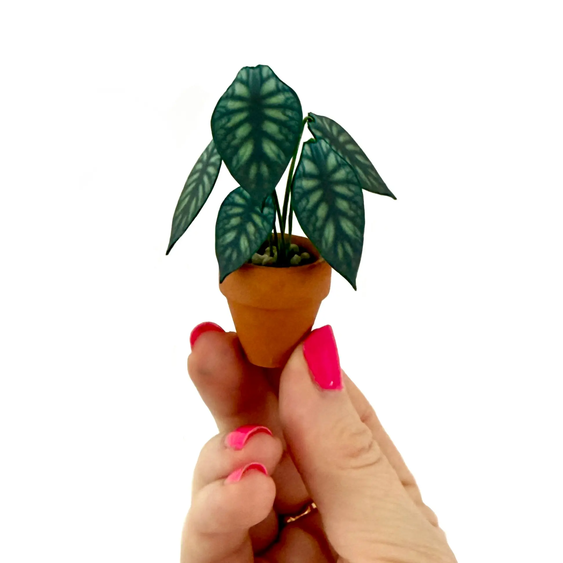 Alocasia Dragon Scale Hand
