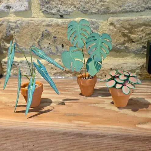 Fittonia UGC 22