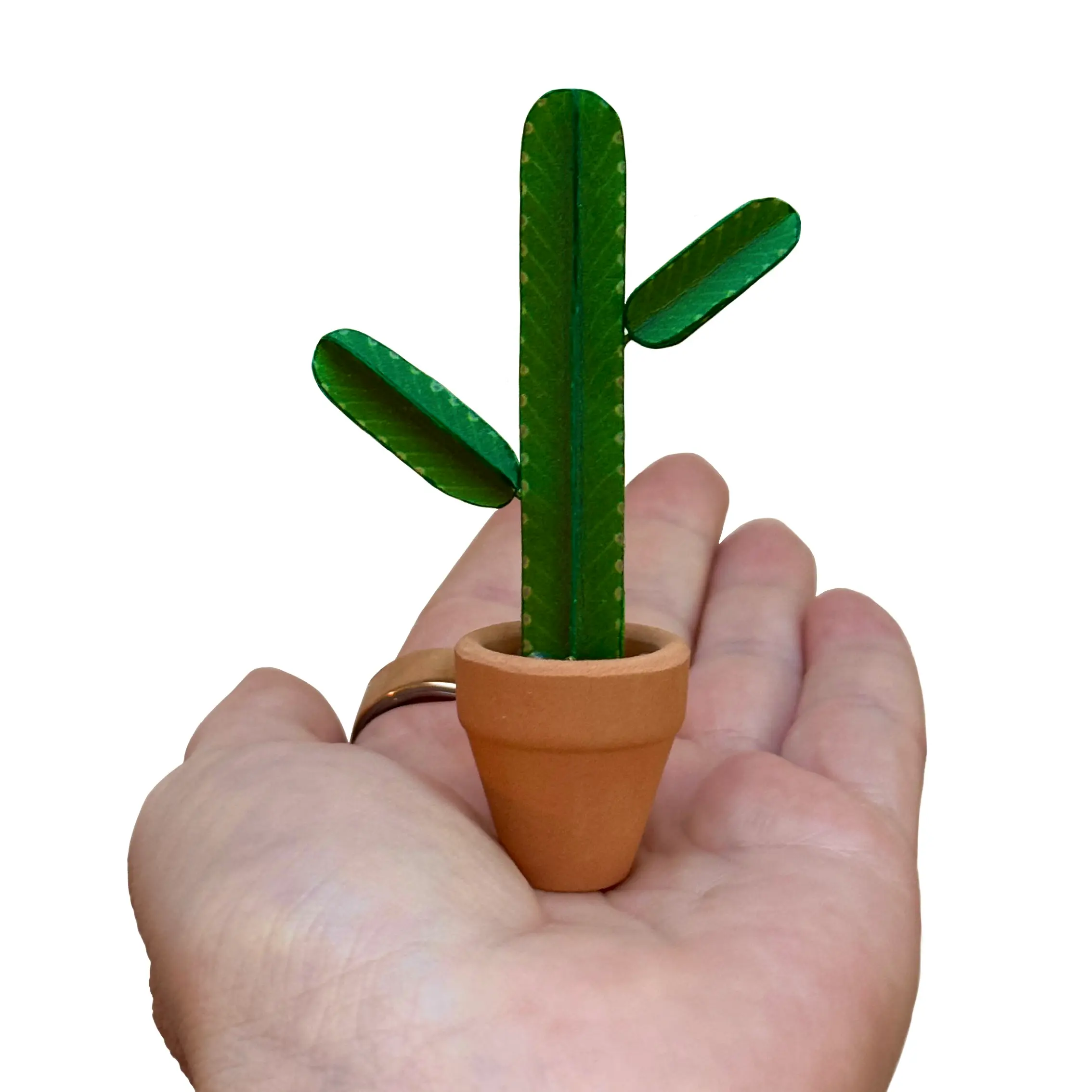 Euphorbia Ingens Hand
