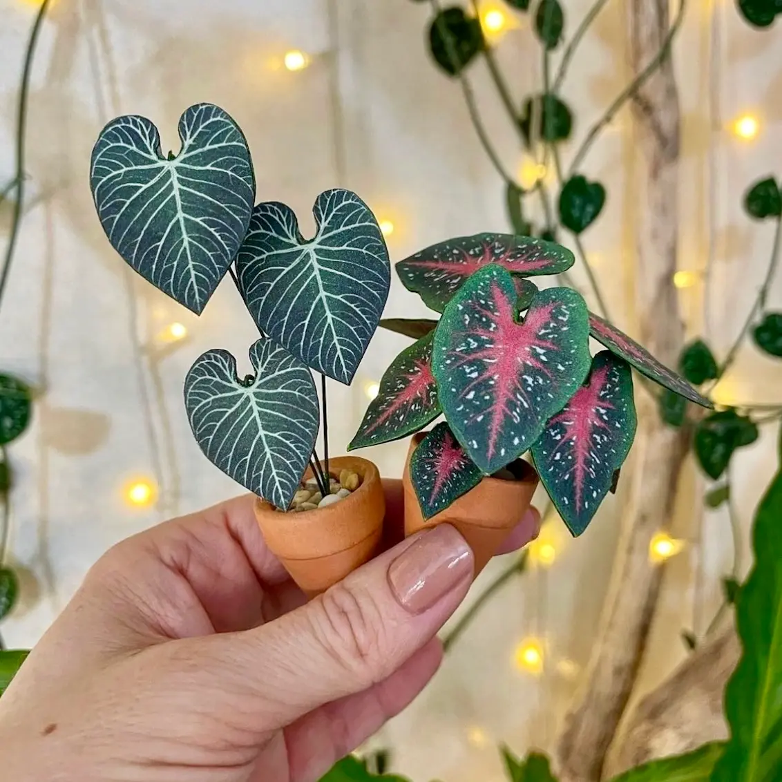 Anthurium Regale 1
