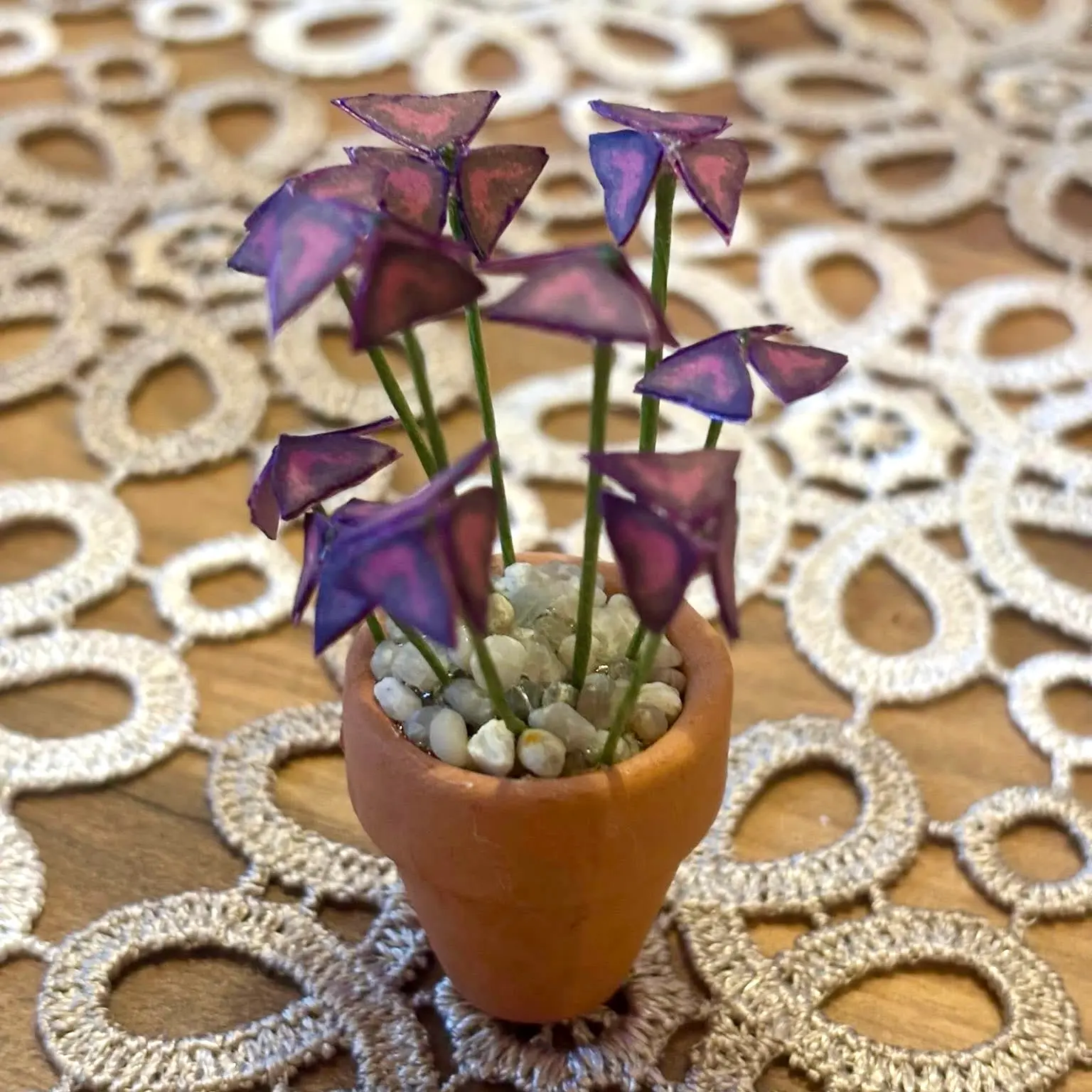 Oxalis Triangularis UGC 15