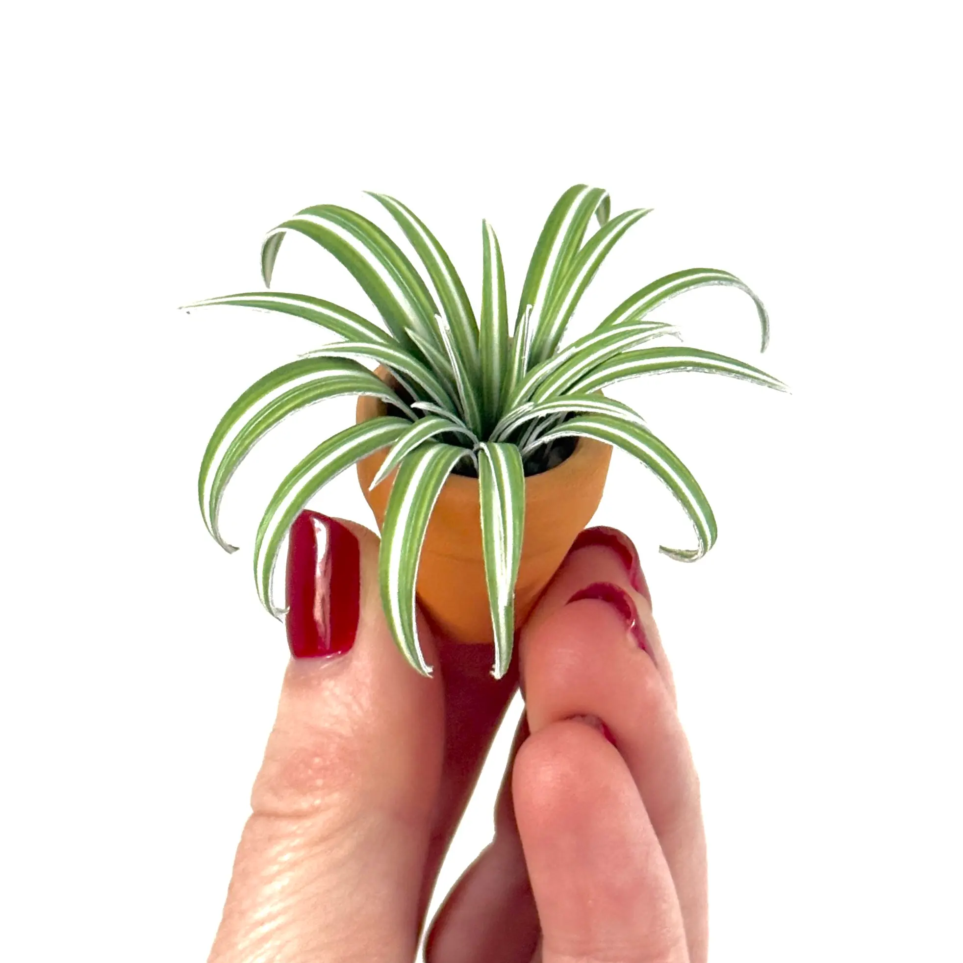 Spider Plant Hand