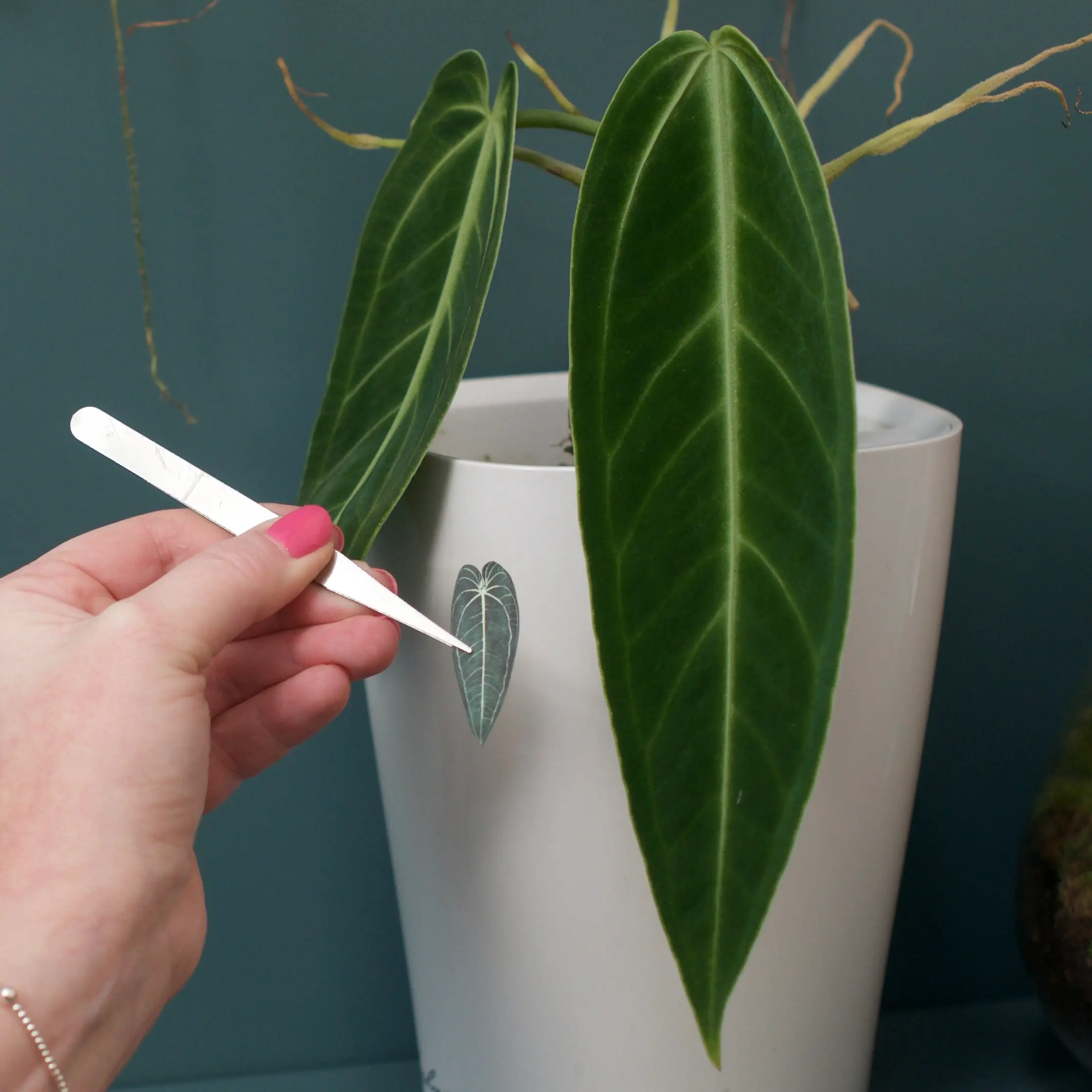 Queen Anthurium 1