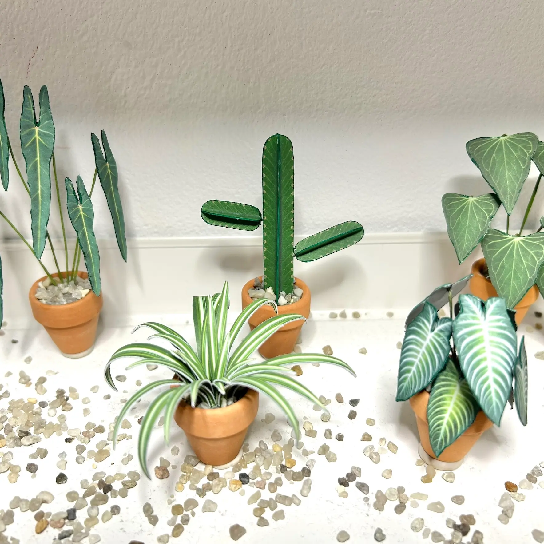Euphorbia Ingens UGC 12
