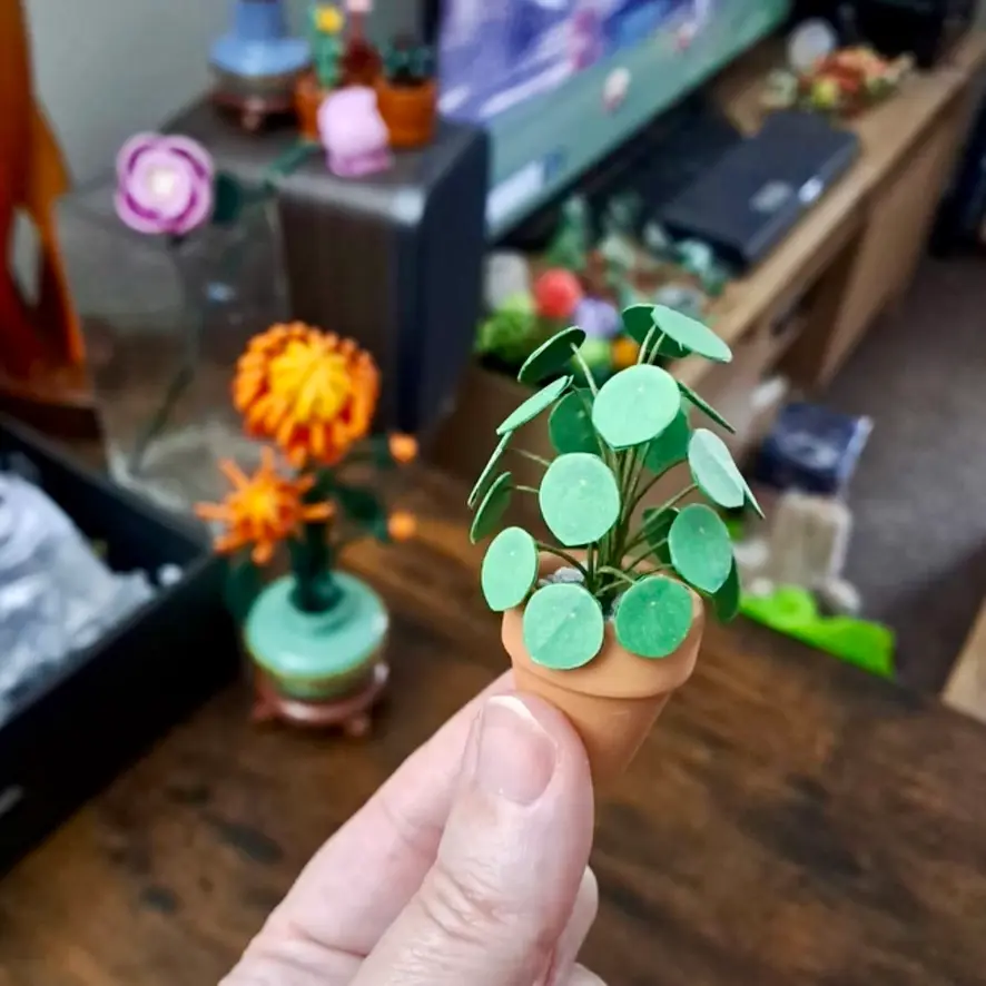 Pilea Peperomioides UGC 13