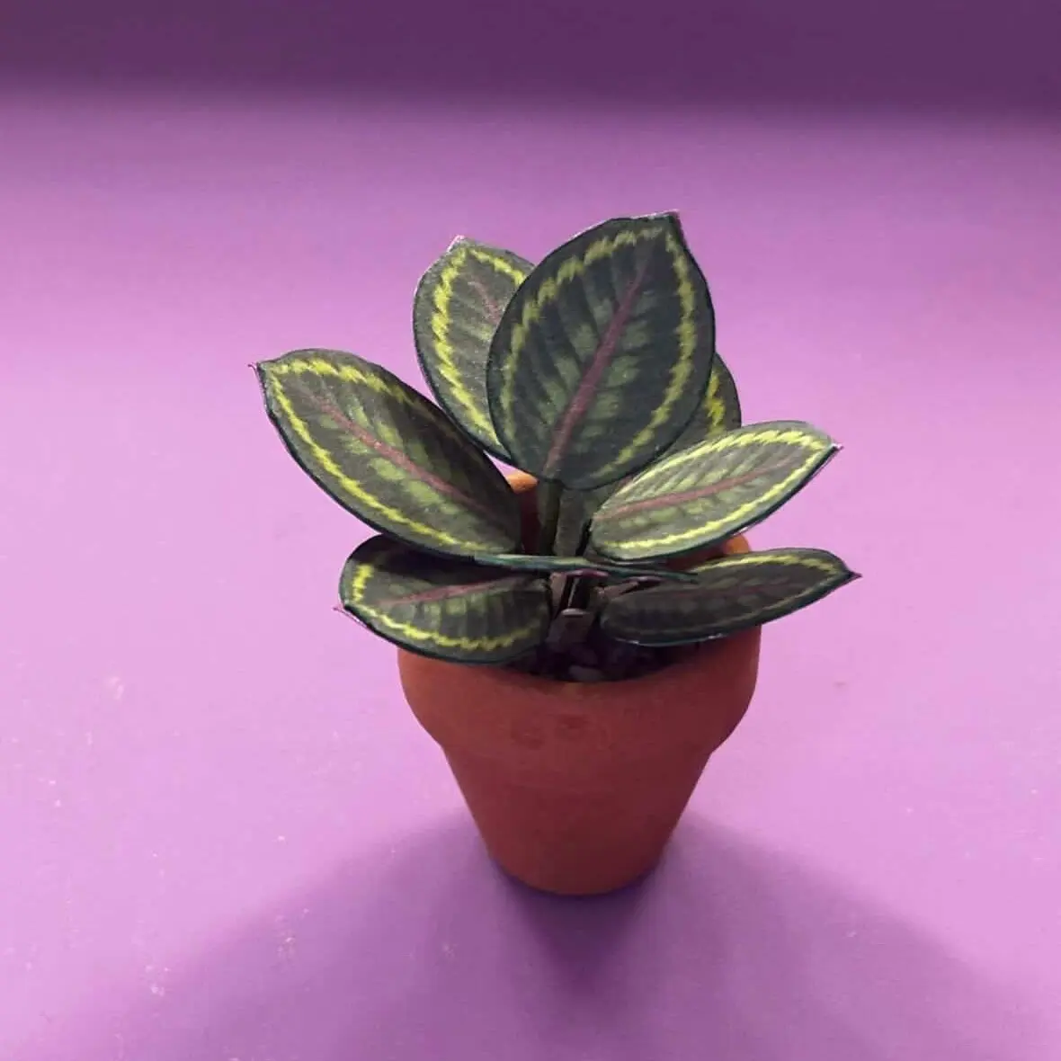 Calathea Medallion UGC 3