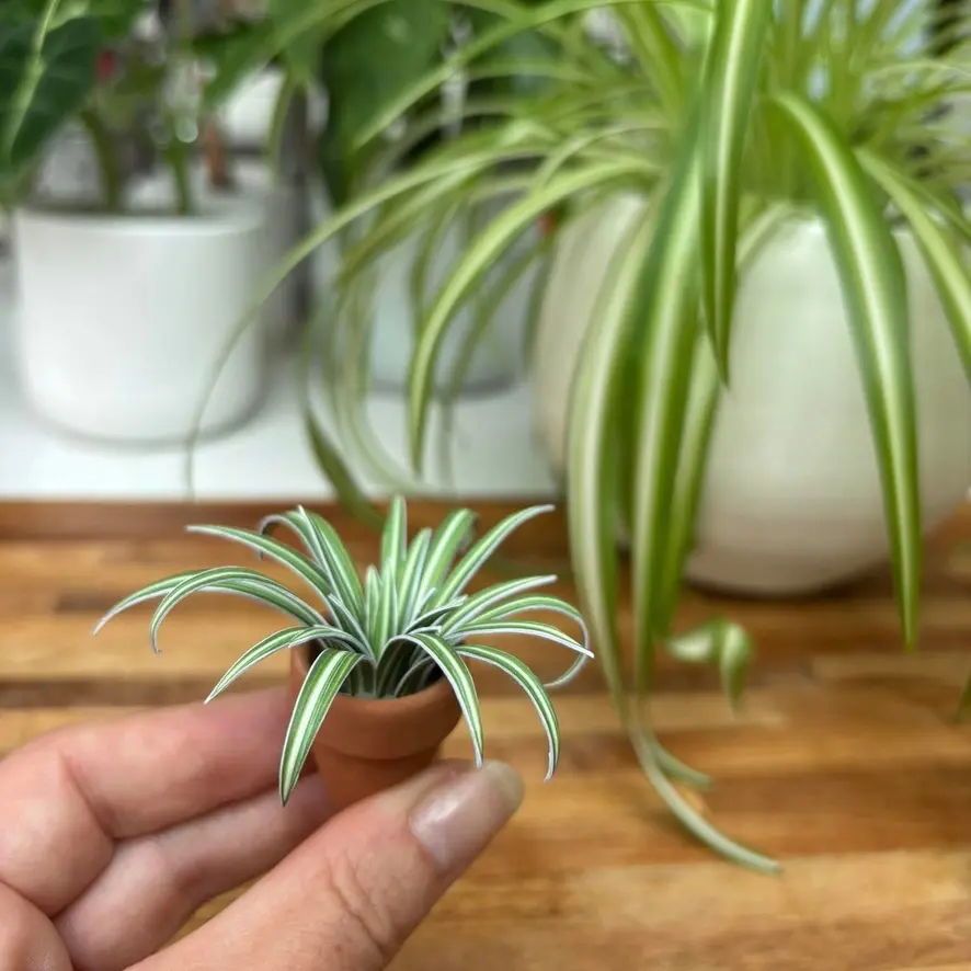 Spider Plant UGC 13