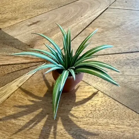 Spider Plant UGC 26