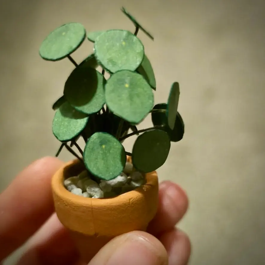Pilea Peperomioides UGC 12