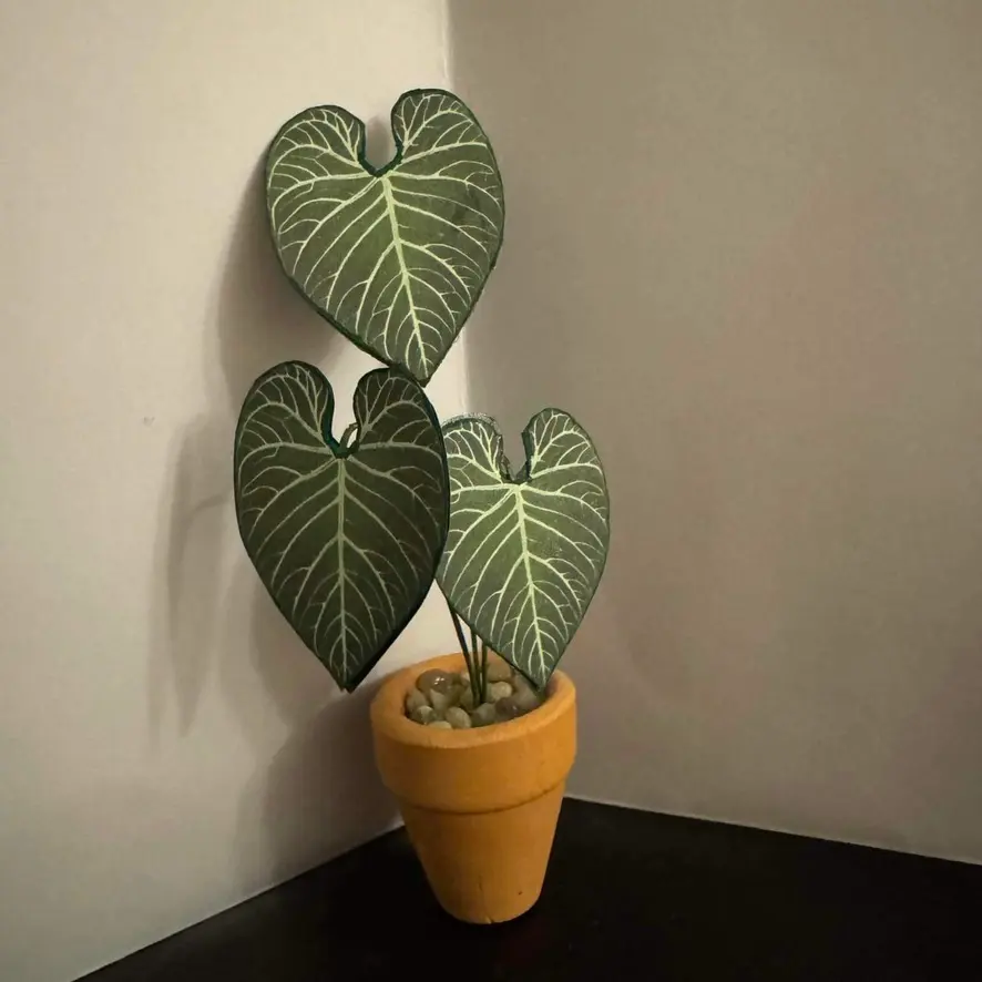 Anthurium Regale UGC 10