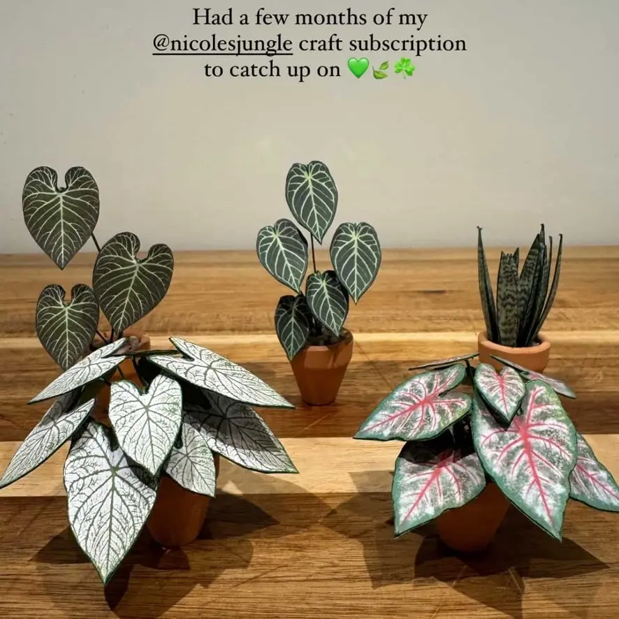 Caladium White Christmas UGC 6