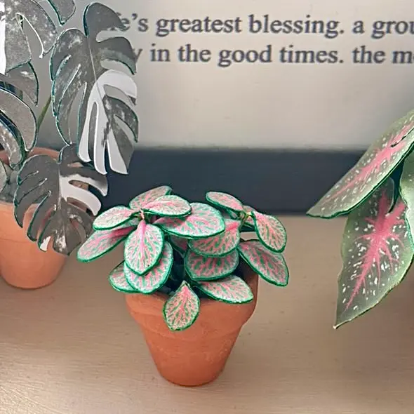 Fittonia UGC 3